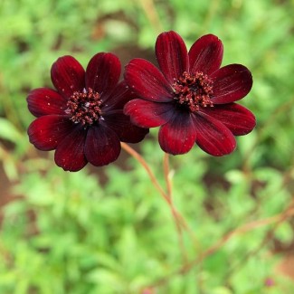 Космос Cherry Chocolate р9