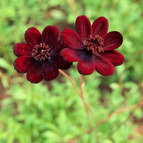 Космос Cherry Chocolate р9