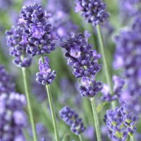Лаванда Anna р9