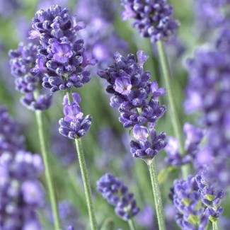 Лаванда Anna р9