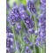 Лаванда Anna р9