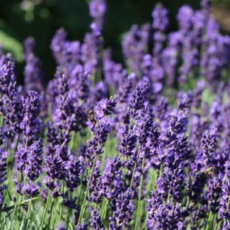 Лаванда Anna р9