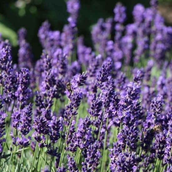 Лаванда Anna р9