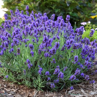 Лаванда Provance Blue р9