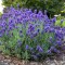 Лаванда Provance Blue р9