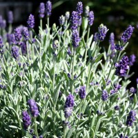 Лаванда Provance Blue р9