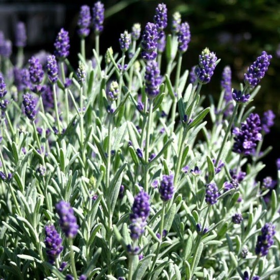 Лаванда Provance Blue р9