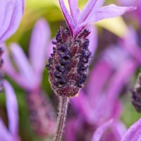 Лаванда Stoechaes Bella Noscane p9