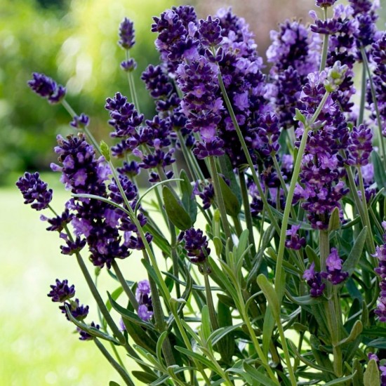 Лаванда Valence Dark Violet p9