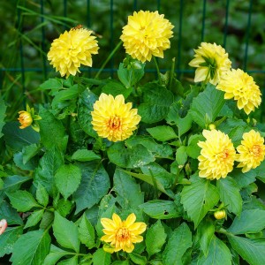 Жоржина Labella Medio Piccolo Lemon р9