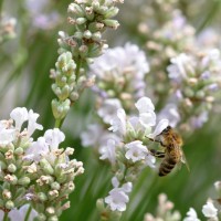 Лавандин Edelweiss р9