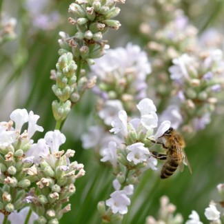 Лавандин Edelweiss р9