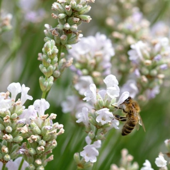 Лавандин Edelweiss р9