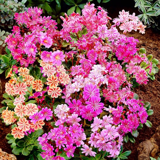 Левізія мікс 1.5 л