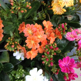 Левізія мікс 1.5 л