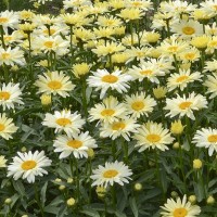 Леукантемум Banana Cream Yellow р9