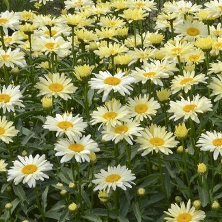 Леукантемум Banana Cream Yellow р9