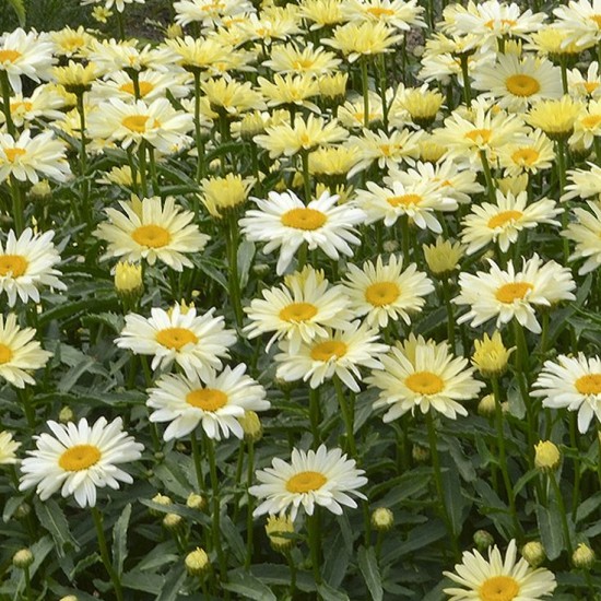 Леукантемум Banana Cream Yellow р9