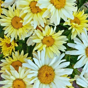 Леукантемум Banana Cream Yellow р9