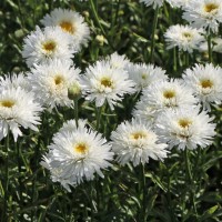 Леукантемум OOh La Laspider р9