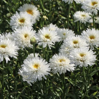 Леукантемум OOh La Laspider р9