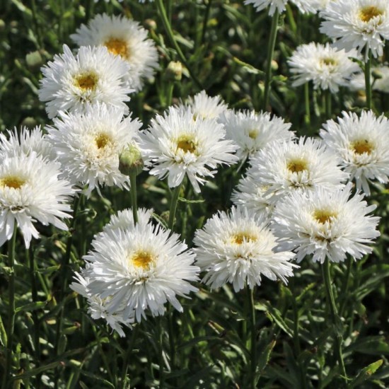 Леукантемум OOh La Laspider р9