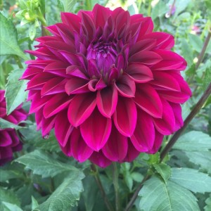 Жоржина Labella Medio Piccolo Purple р9