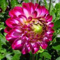 Жоржина Danila Midi Pinta р9