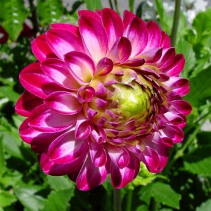 Жоржина Danila Midi Pinta р9