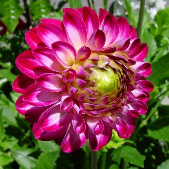 Жоржина Danila Midi Pinta р9