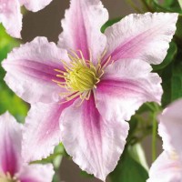 Клематис Pilly р9