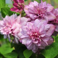 Клематис Dansing Smile р9