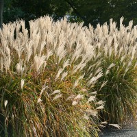 Міскантус китайський Ghana р9