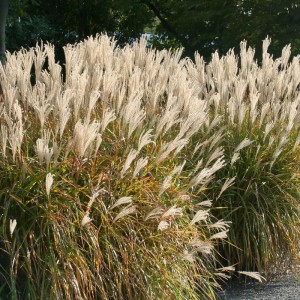 Міскантус китайський Ghana р9