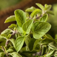 Орегано зелене Hot and Spicy р9