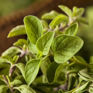 Орегано зелене Hot and Spicy р9