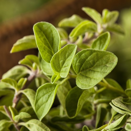 Орегано зелене Hot and Spicy р9