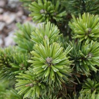 Сосна Pinus mugo Sherwood Compact