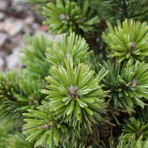 Сосна Pinus mugo Sherwood Compact Сосна Pinus mugo Sherwood Compact