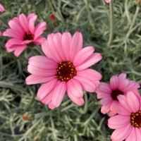 Родантемум hybrida Zagora Pink р9