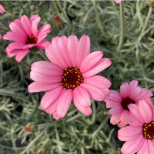 Родантемум hybrida Zagora Pink р9