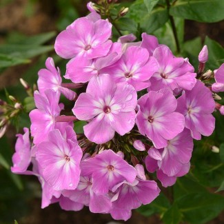 Флокс Dolni pena р9 №2