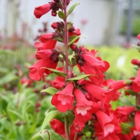 Пенстемон Polaris Red р9