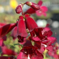 Пенстемон Rock Candy Ruby р9