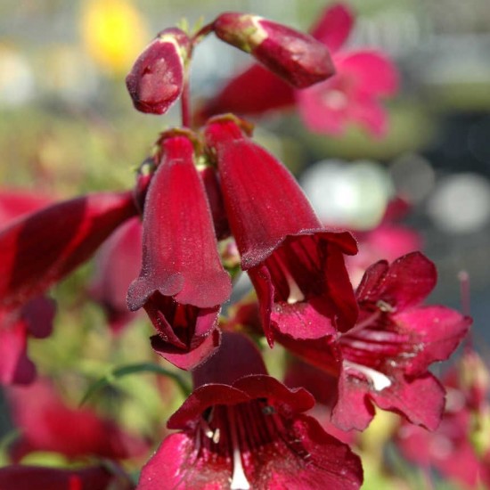 Пенстемон Rock Candy Ruby р9