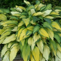 Хоста June №5