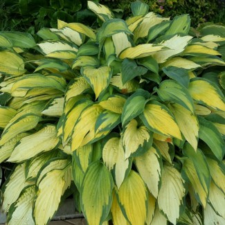 Хоста June №5