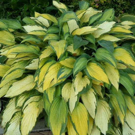 Хоста June №5