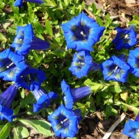 Тирлич (горечавка) acaulis Frohnleiten p9