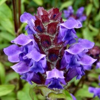 Прунелла великоквіткова Pagoda Violet p9